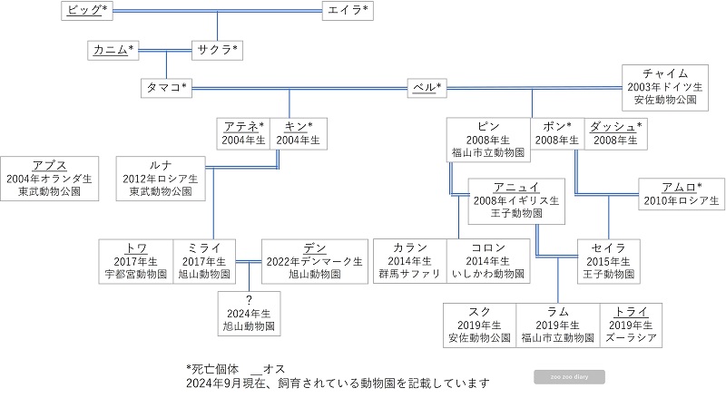 日本のアムールヒョウ　家系図　相関図